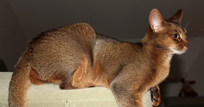 WCF Katzenausstellung Heppenheim